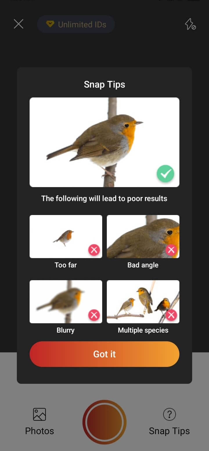 Picture Bird Bird Identifier Apps Have