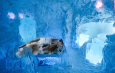 Icehotel