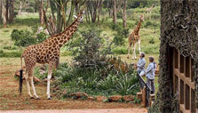 Giraffe Manor giraffes