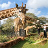 Giraffe Manor