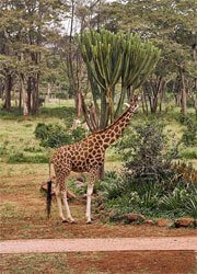 Giraffe Manor