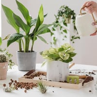 Happy Houseplants: Caring For Your Plants thumb