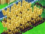 Farm All Day: Growing Wheat