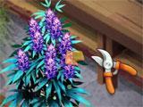 Hempire harvesting the product