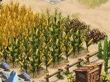 Crops ready to harvest in Westbound: Perils Ranch Crops ready to harvest in Westbound: Perils Ranch