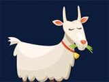 Giving food to the goat