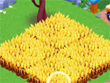Farm City Garden Farm City Garden