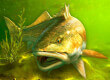 My Fishing World game