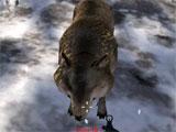 Survival Wars Wolf