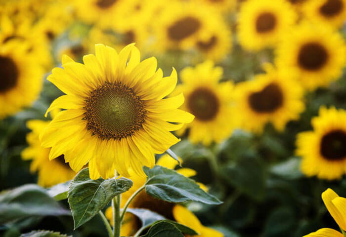 Sunflowers Sunflowers