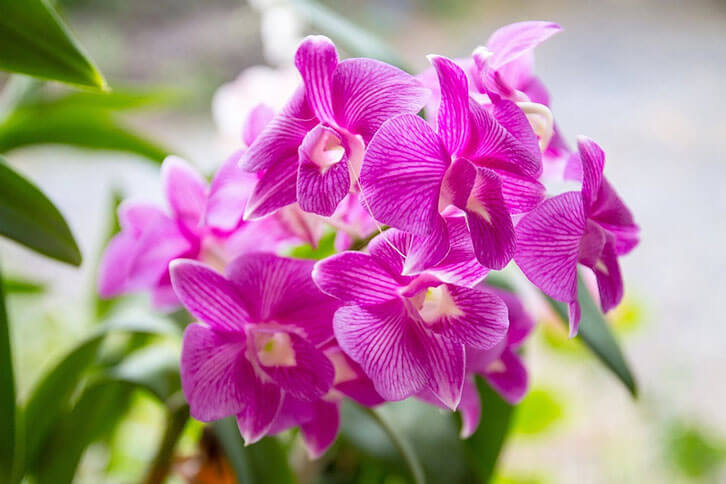 Orchids Orchids