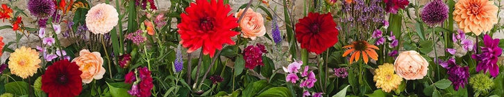 Hint of Romance - The Symbolism of Flowers: What Do Certain Flowers Mean? Hint of Romance - The Symbolism of Flowers: What Do Certain Flowers Mean?