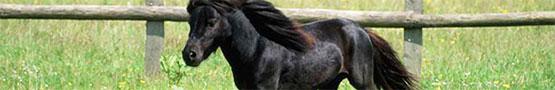 Miniature Horses preview image