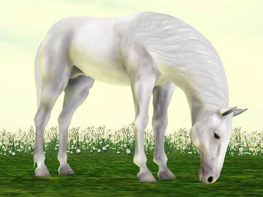 Beautiful Stallion from IMVU Beautiful Stallion from IMVU