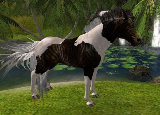 Beautiful Pinto from Second Life Beautiful Pinto from Second Life