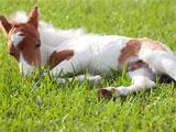 Sleeping miniature foal