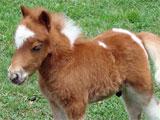 Fluffy Cherokee mini