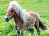 Minis with side swept bangs