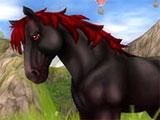 Black/ Black-reddish wild horse