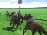 Gameplay in Champion Jockey