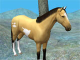 Hill Cliff Horse exploring the wilderness