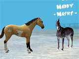 Hill Cliff Horse interacting with other horses