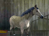 Offroad Horse Racing 3D