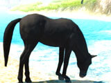 Quenching thirst in The Horse The Horse quenching thirst