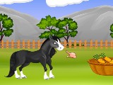 Feeding in horse farm manager