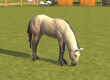 Horse Racing World - Show Jumping game