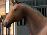 Selecting a horse