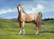Wild Horse's Valley game