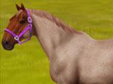 Horse World Online Stud Auction