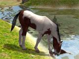 Virtual Horse Ranch