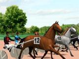 Chariot racing Chariot racing