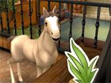 Feeding your foal in Horse Haven: World Adventures Feeding your foal in Horse Haven: World Adventures