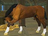 Horse Quest Online Horse Quest Online