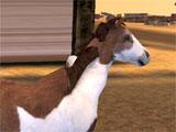 Horse Simulator Free
