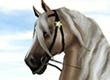 Favorite Horse Breed in Star Stable - Survey Option 2