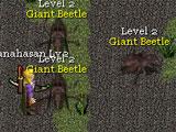 Orake Giant Beetles