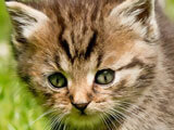 Animal Differences Animal Differences