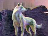 Echoes of the Past: Wolf Healer Gameplay