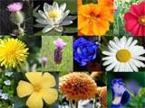 Mosaic Medley Flower Level Flower Level in Mosaic Medley