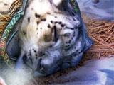 Fierce Tales: Feline Sight Injured Cat Injured Cat in Fierce Tales: Feline Sight