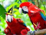 Zoo Hidden Objects Zoo Hidden Objects