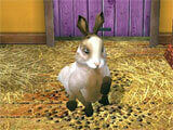 Interacting with the rabbit in Pet World Pet World interacting with the rabbit