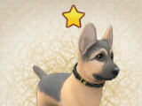 Choose Breed Lovely Pets: Dog Town Choose Breed Lovely Pets: Dog Town