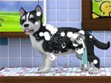 Grooming in FooPets FooPets Grooming