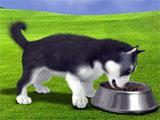 Feeding in FooPets FooPets Feeding