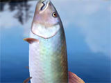 Successful catch in Fishing Season: River to Ocean Fishing Season: River to Ocean successful catch
